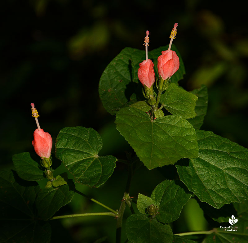 deep pink whirled tubular flowers