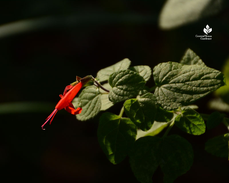 red tubular flower 