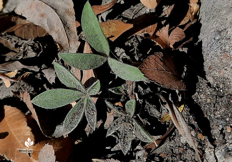 tiny bluebonnet seedling 