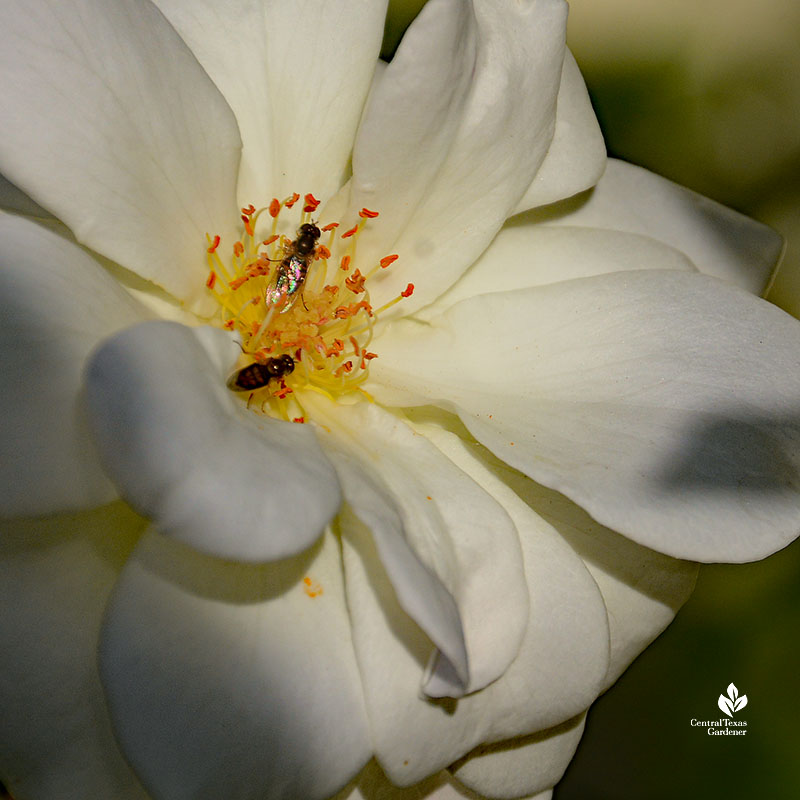 tiny insects that resemble bees on white rose