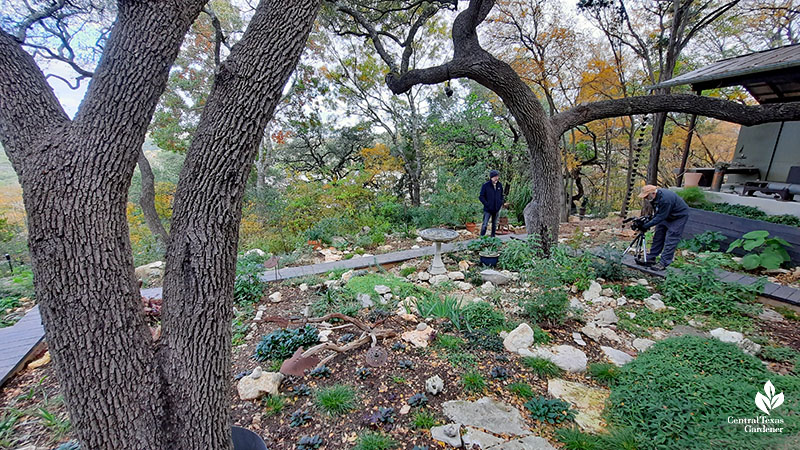 steep incline under trees to new plants set among large stones