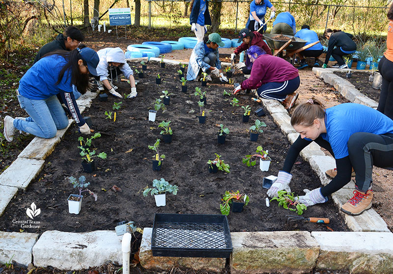 students planting vegetable transplants in raised bed