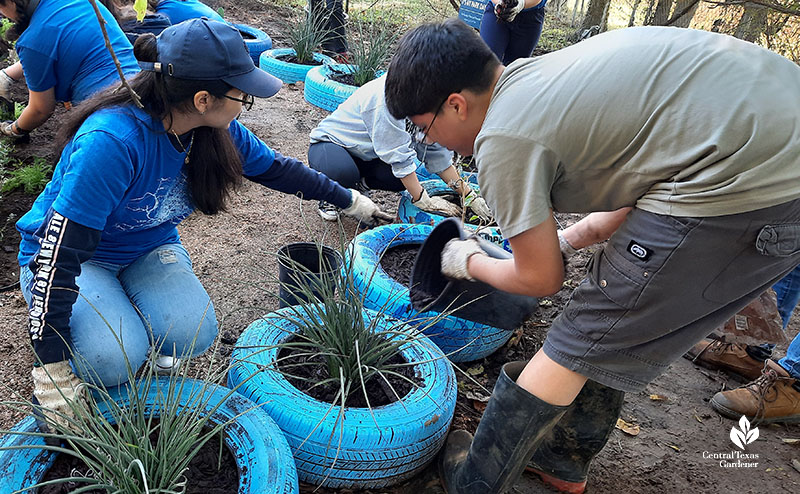 students adding mulch to old tires they painted blue and planted