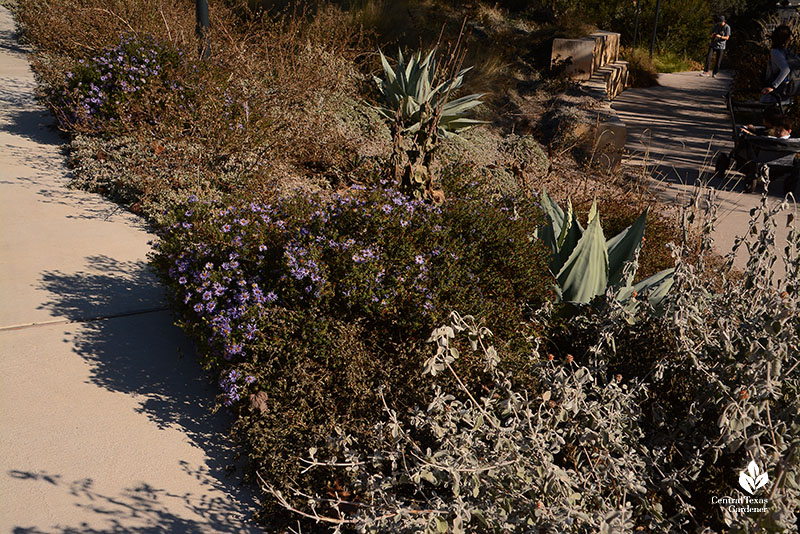 silvery desert globemallow with perennials and succulents beyond