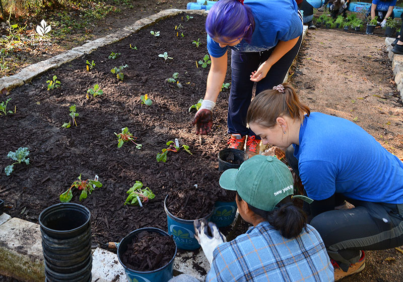 woman helping students plant in raised bed