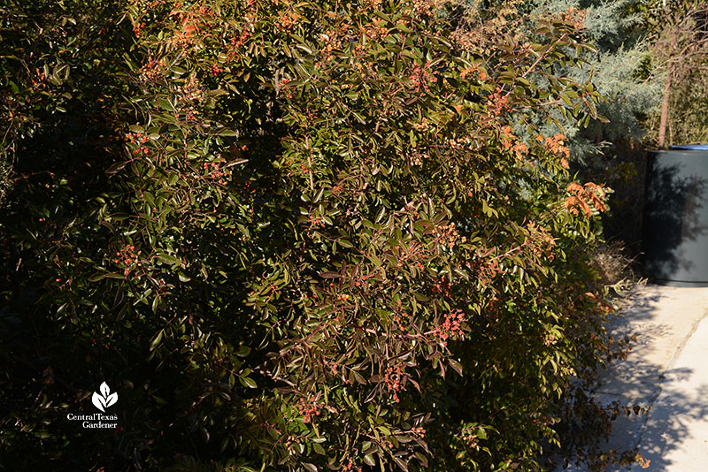 small orange-red fruits on green shrub