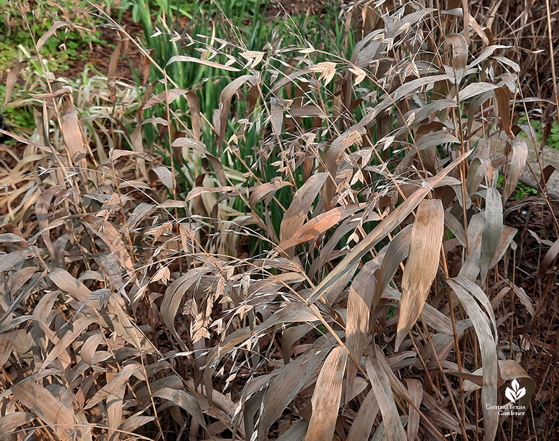 browned leaves inland sea oats grass
