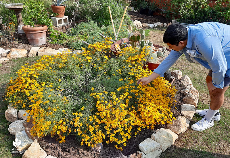 young man leaning over yellow flowered plant