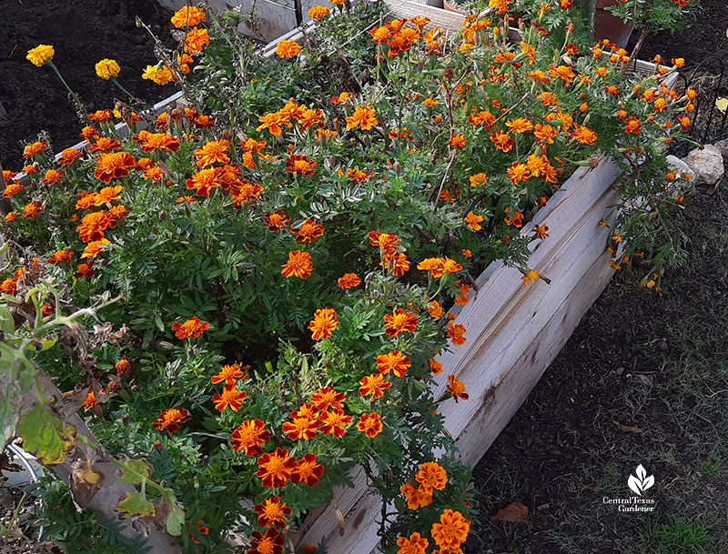 deep orange marigolds