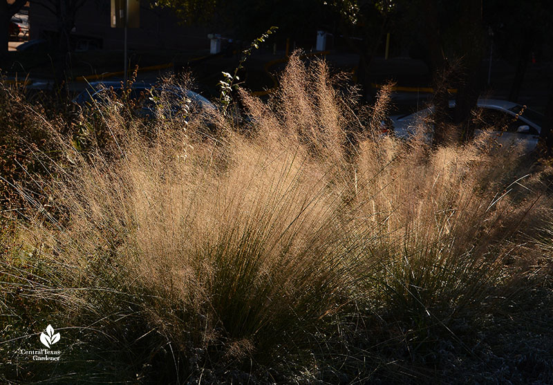 feathery grass flowers in sunlight