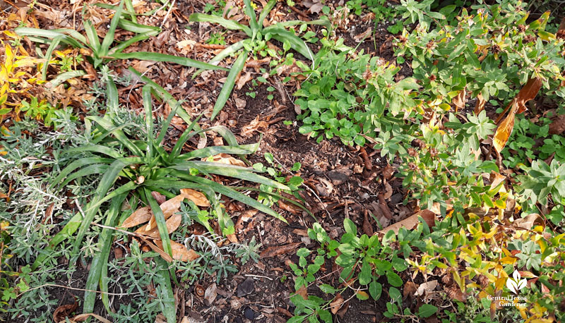 different textures of plants in garden bed