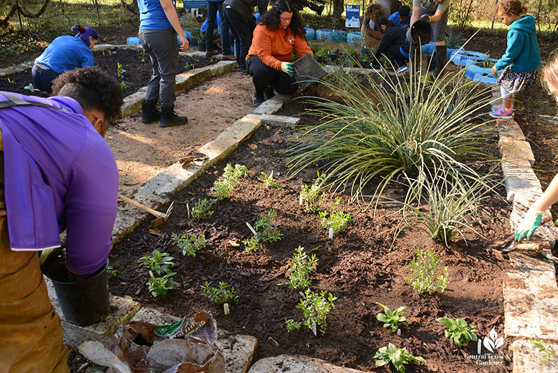 students planting native plants in raised bed
