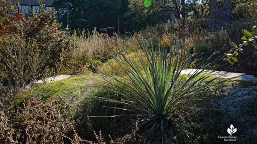 spiky succulent among perennials