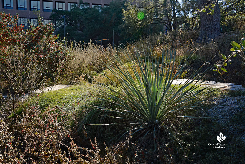 spiky succulent among perennials 