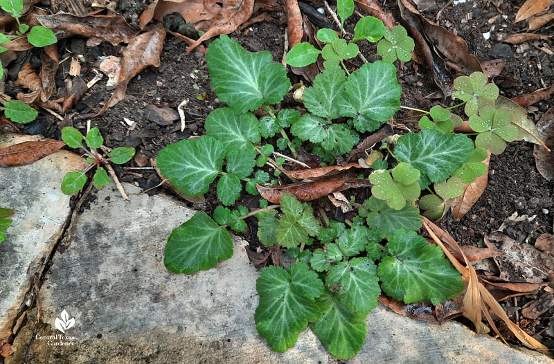 ground-hugging plant rosette