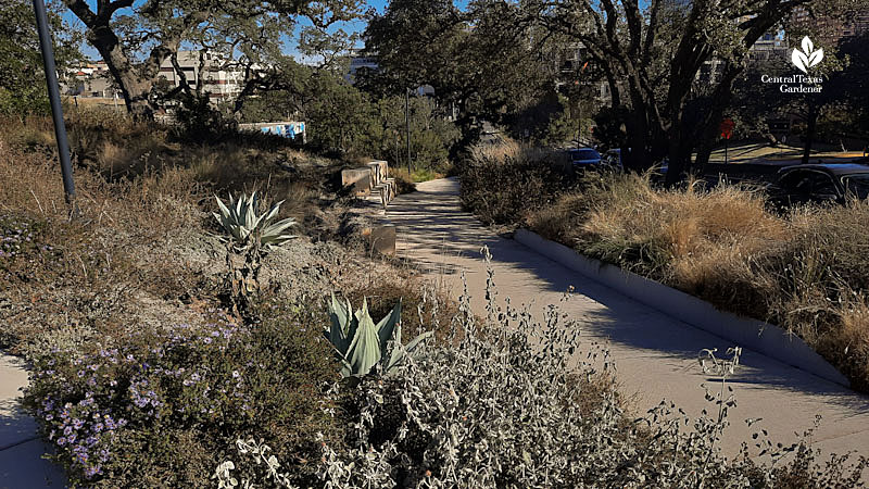 sidewalk trail though various native plants