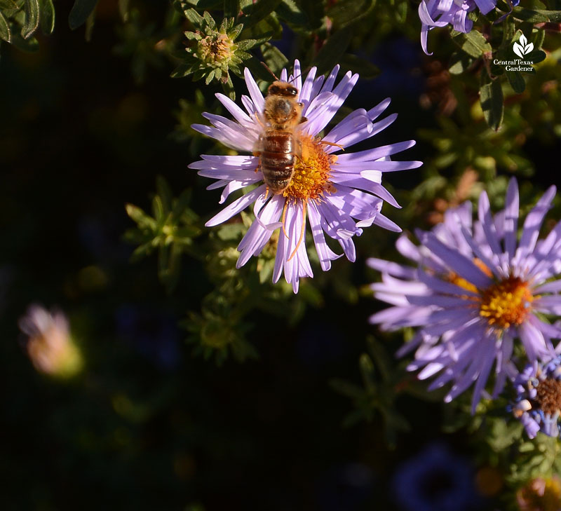 bee on lavender flower