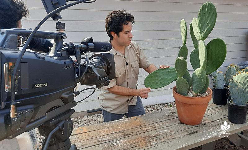camera in front of man pulling off a prickly pear pad
