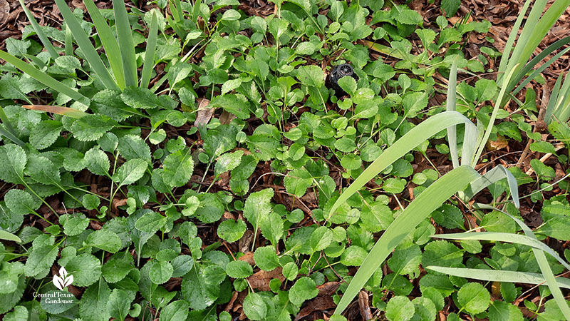 ground-hugging plant rosettes with iris plants