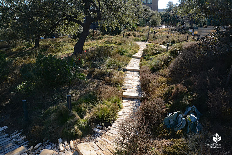 trail through rust-colored plants browned by freeze