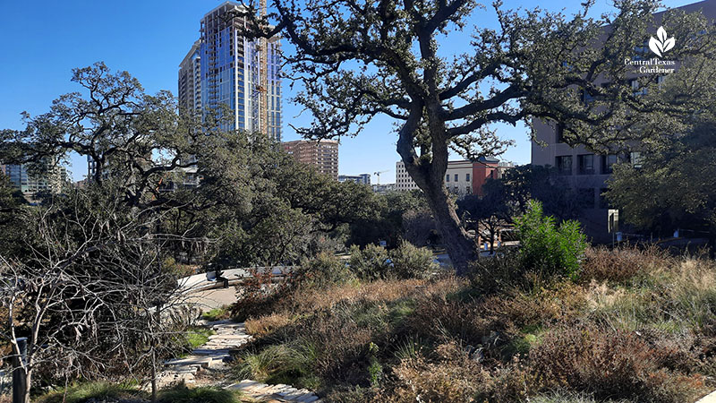 trails through plants near downtown buildings 