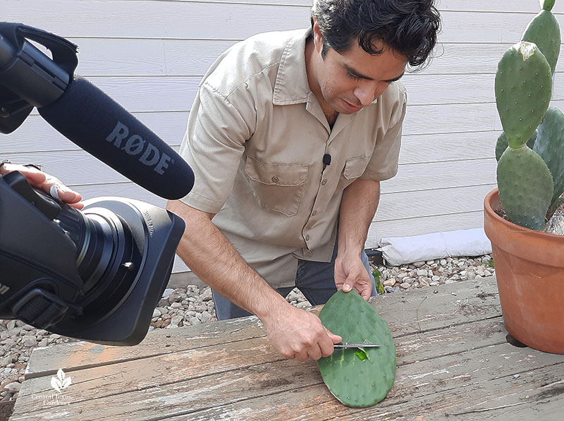 man scraping nopal