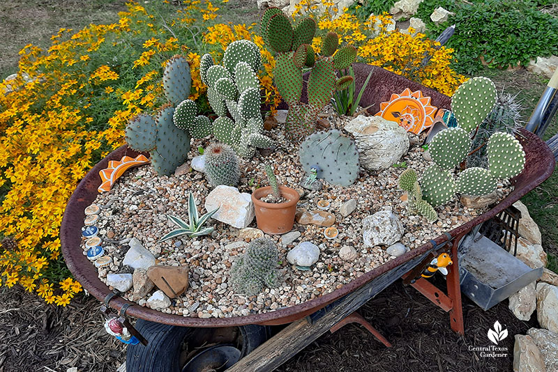 wheelbarrow with small succulents mulched with gravel