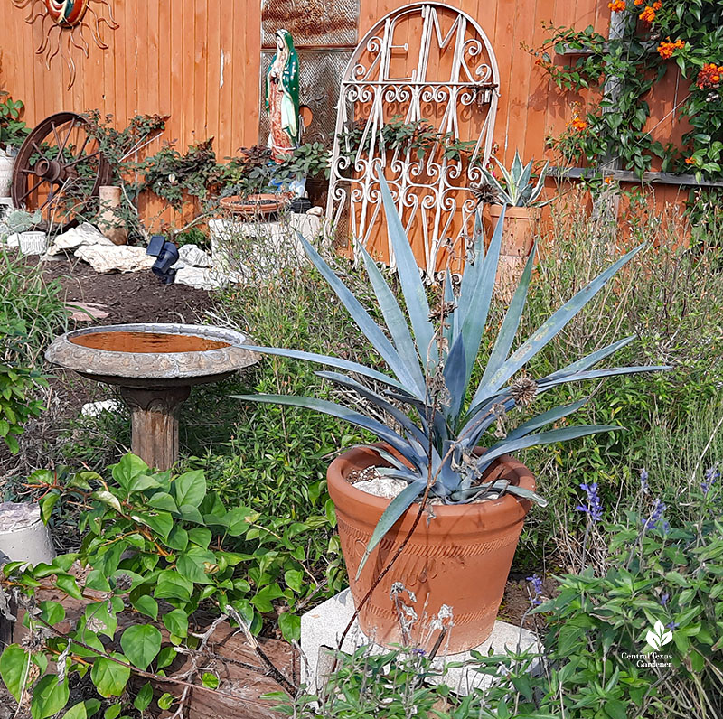 silvery agave in container