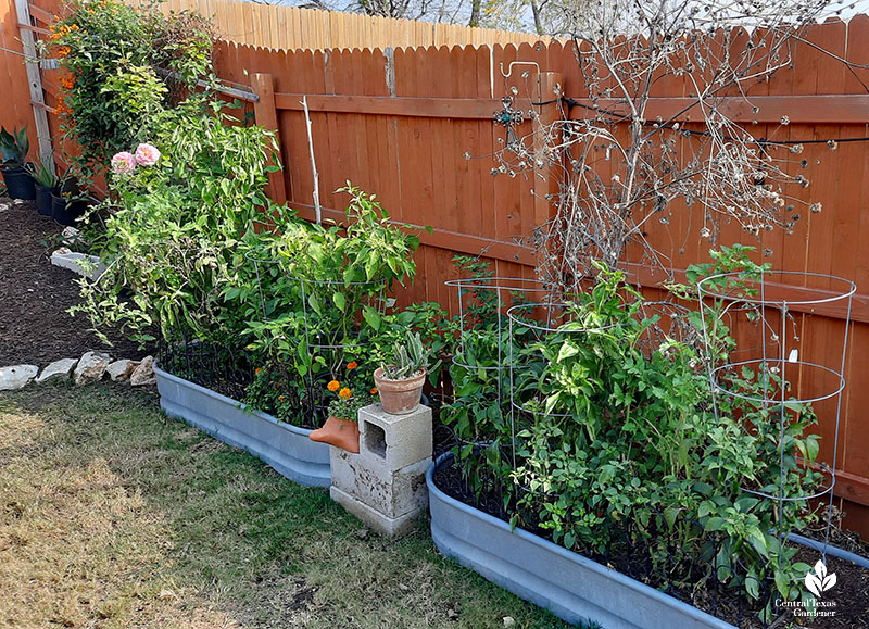 stock tanks with vegetable plants