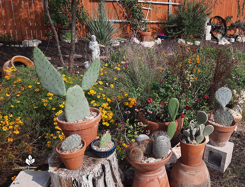 succulents in containers on upturned pots and cinder blocks
