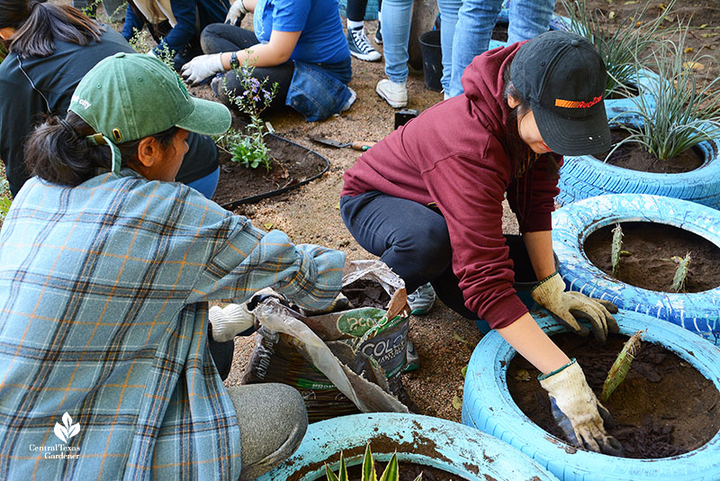 students planting agaves and prickly pear in salvaged tires