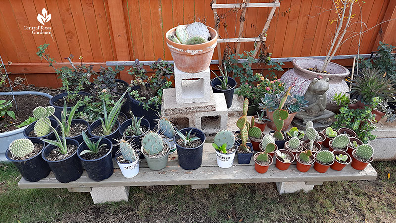 small containers of succulents on boards mounted on cinder blocks