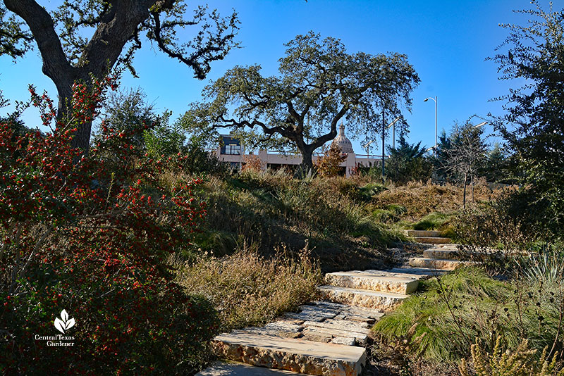 red berries on small tree against trail of plants with Capitol building beyond