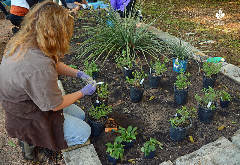 woman planting native plants in raised bed