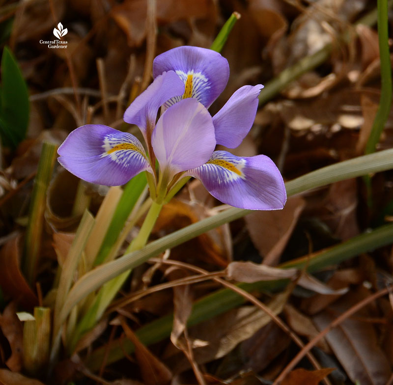 small lavender blue flower 