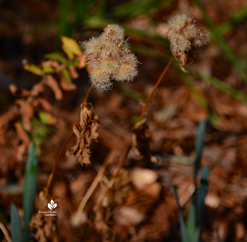 fluffy dried flower head