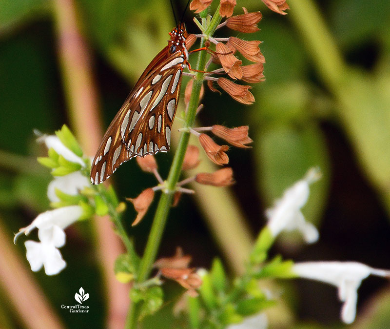 rusty orange butterfly with silvery marks on white flowers 