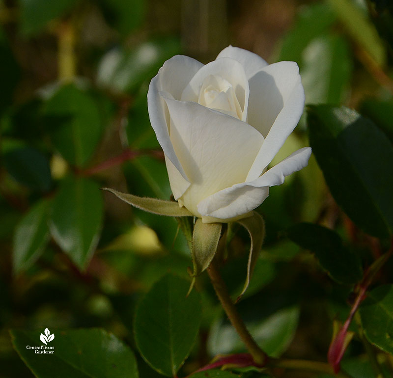 white rose bud