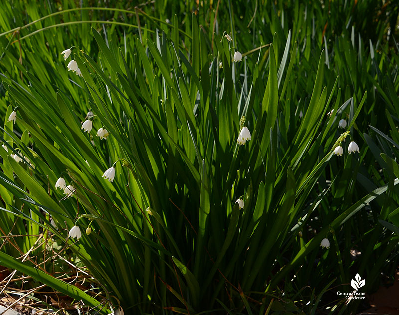 small white flowers on green foliage