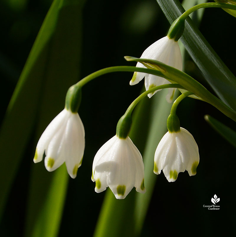 small white drooping bell flowers