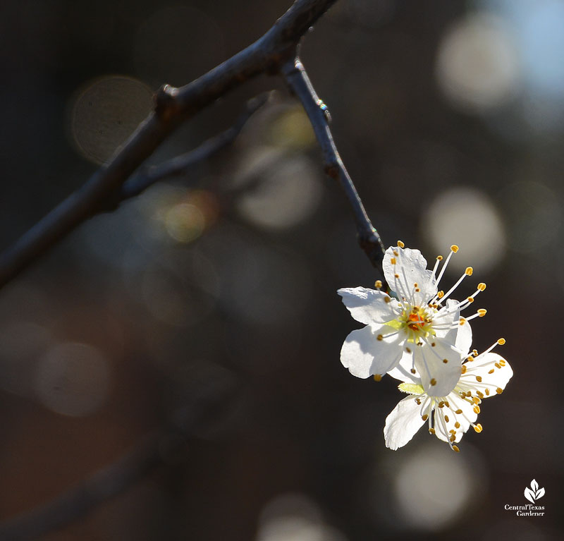 small white flower on narrow tree twig