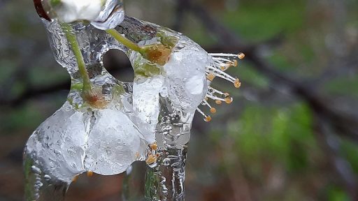 Mexican plum flower encased in ice