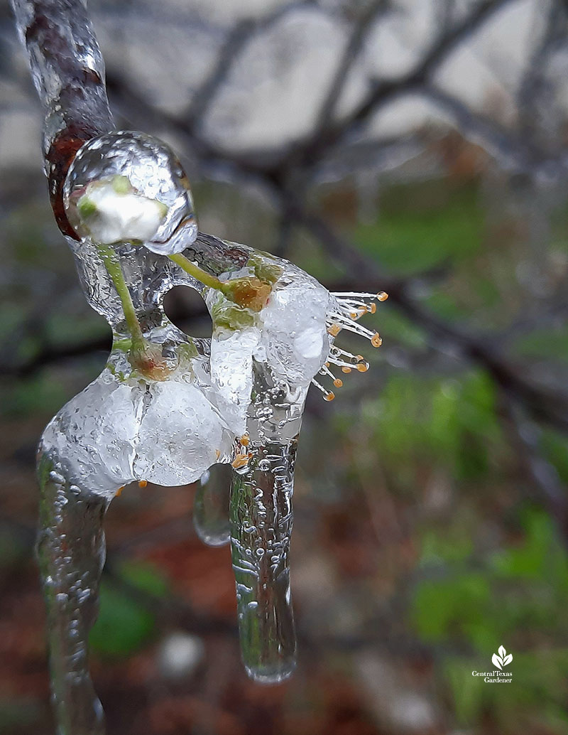 Mexican plum flower encased in ice