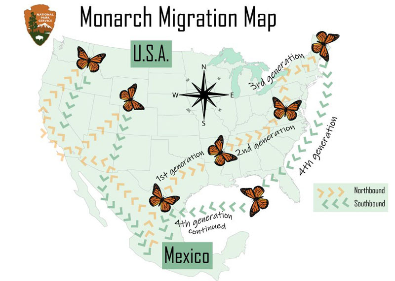 graphic design butterflies going from Mexico to Canada
