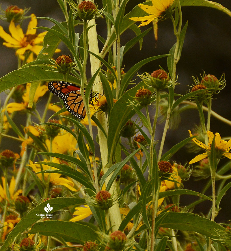Monarch butterfly on yellow flowers