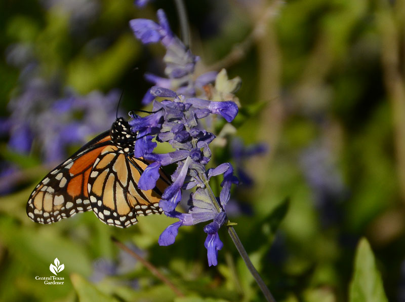 Monarch butterfly on dark blue salvia