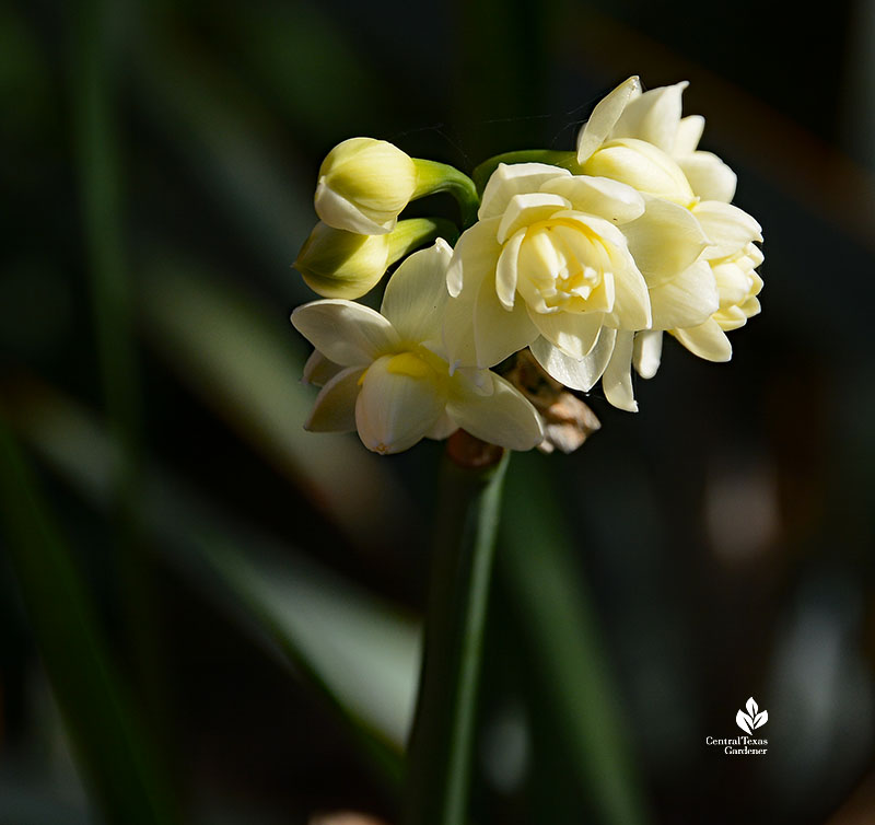 small white flower on long stem