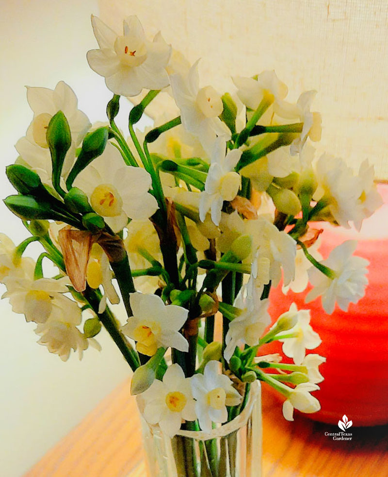 vase of small white flowers