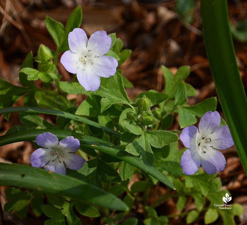 small pale blue flowers 