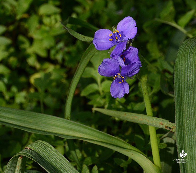 lavender blue flower on upright leaves